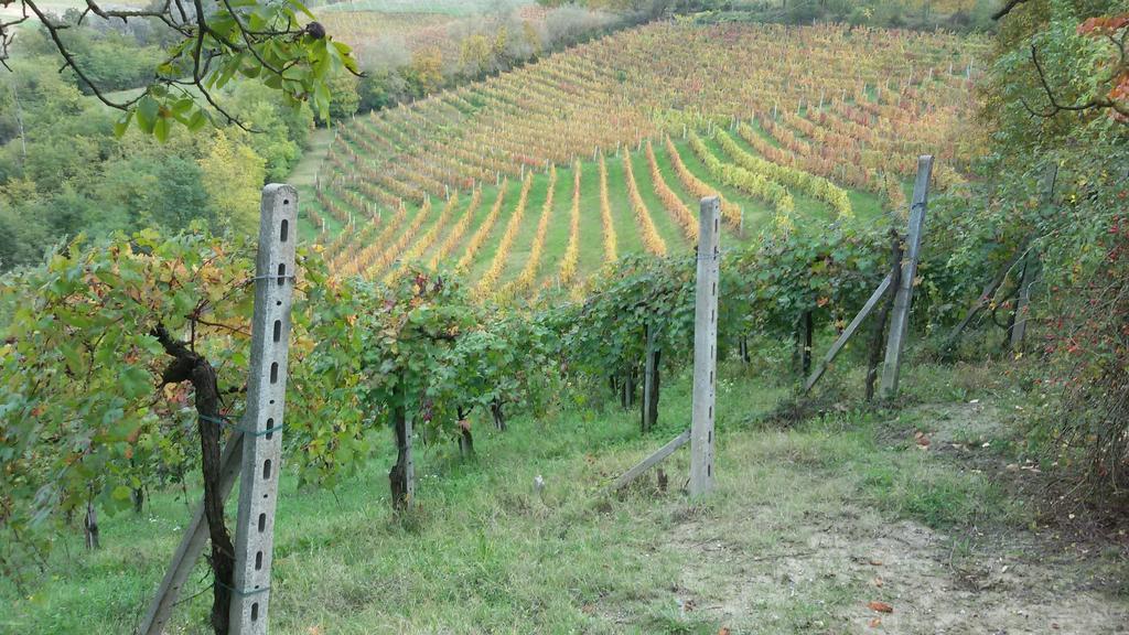 Cascina Torello Dogliani Eksteriør billede