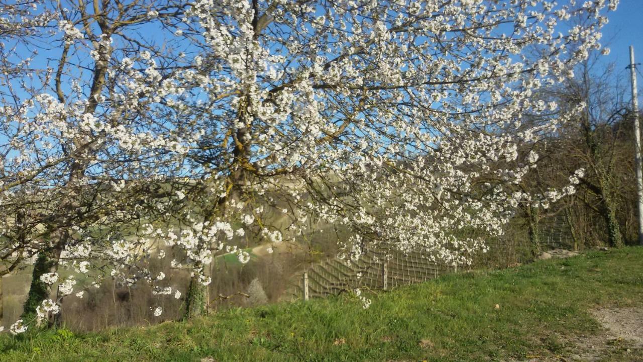 Cascina Torello Dogliani Eksteriør billede
