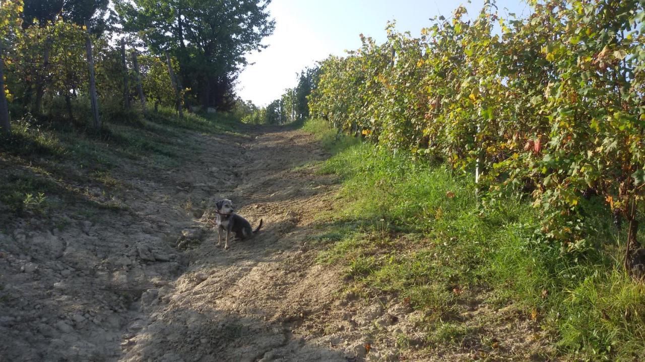 Cascina Torello Dogliani Eksteriør billede